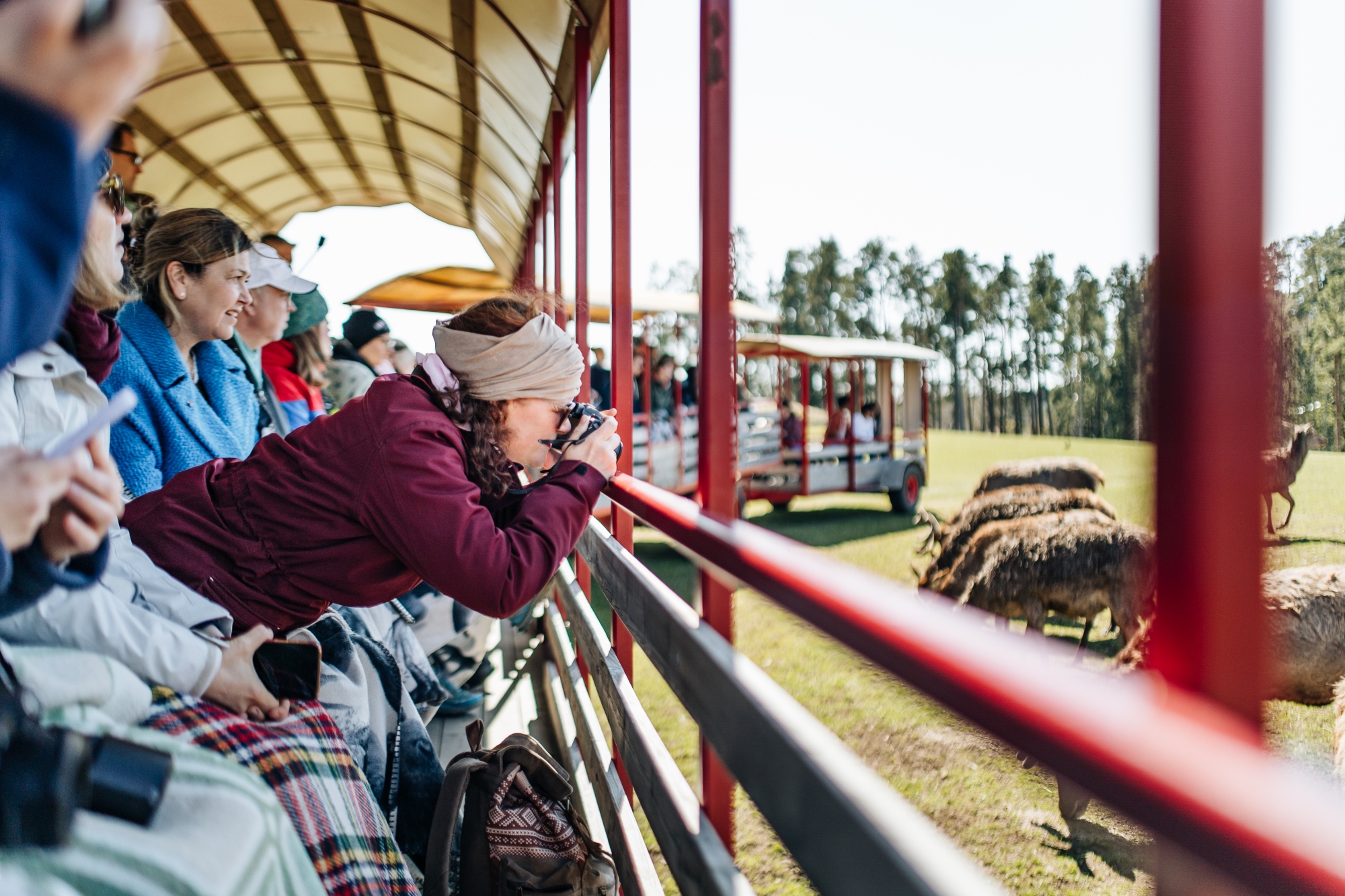 En grupp som åker på en vagntur in hos älgarna på Skullaryds älgpark.