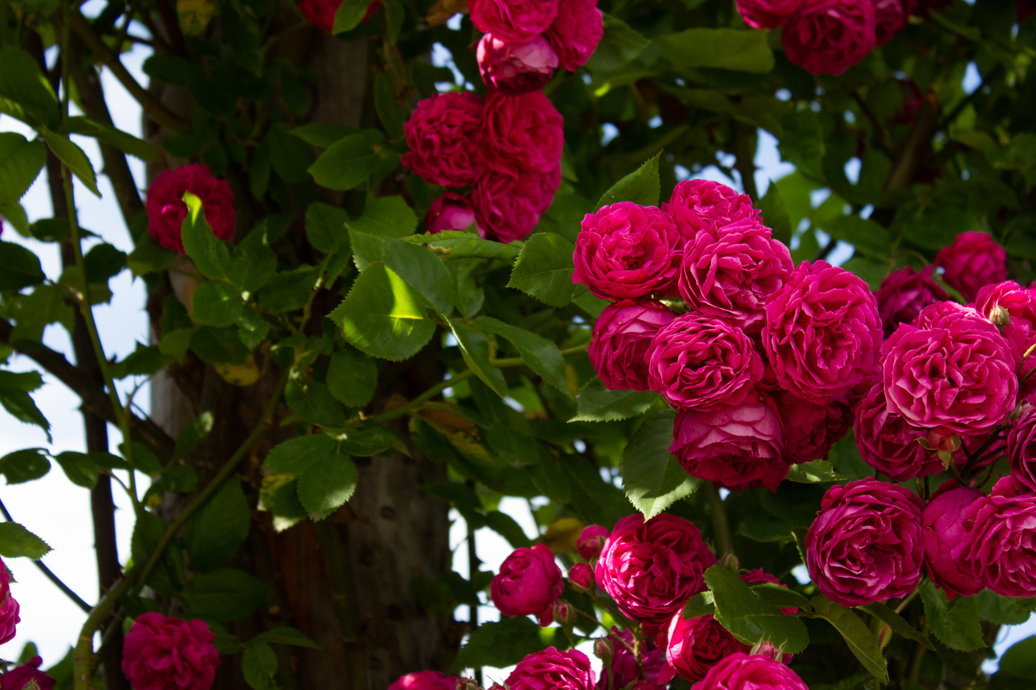 Rosa rosor på Rosenlunds rosarium