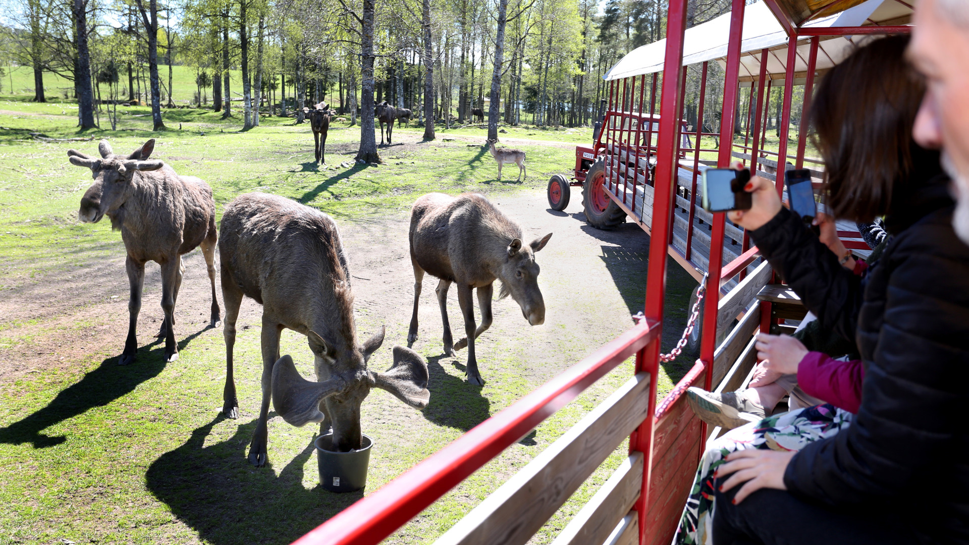 Älgar som betar framför vagn