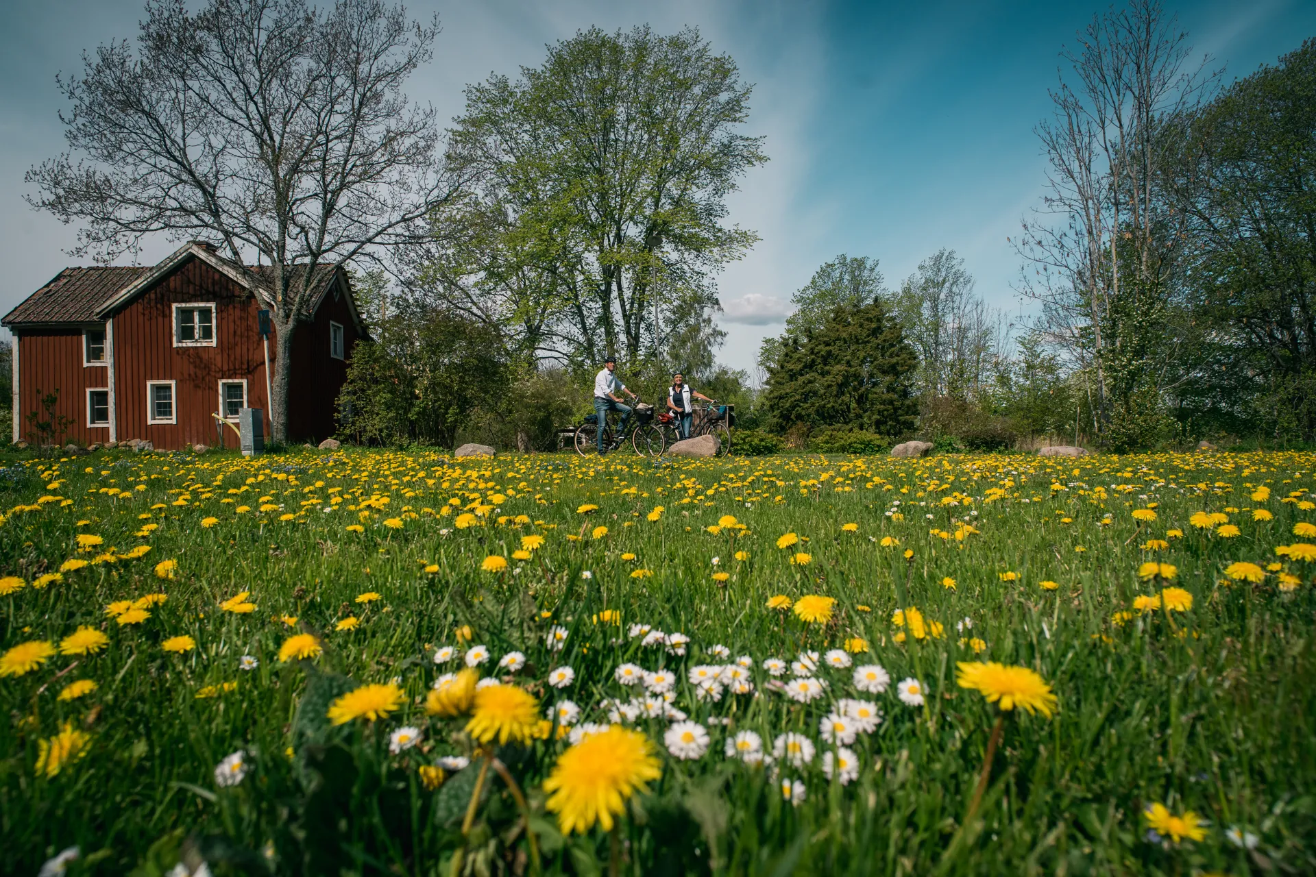 Ett par som cyklar, blommor i förgrunden